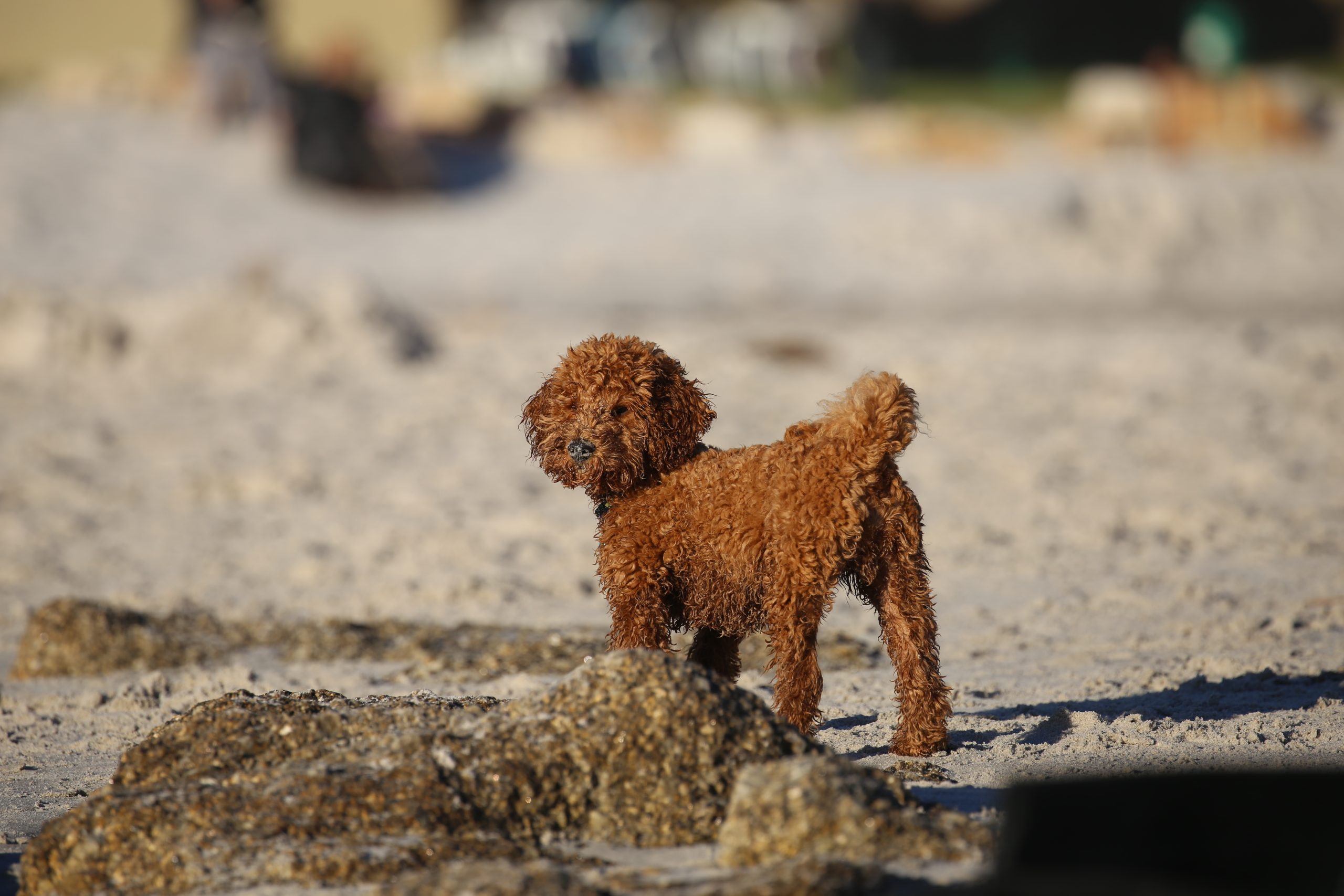 Basil the toy poodle on the beach at Camps Bay