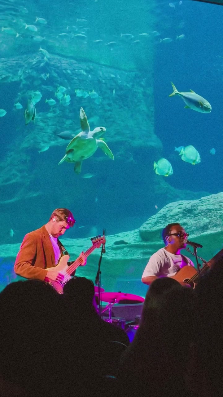 Date night: Live music in a fish tank